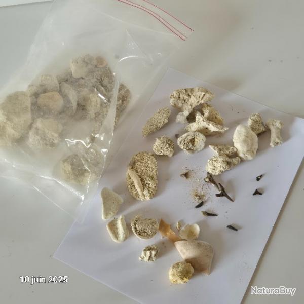 des coquillages de notre plante, du corail, des dents de requin, des fossiles