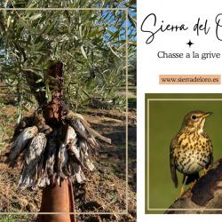 Chasse a la grive en Espagne 2025