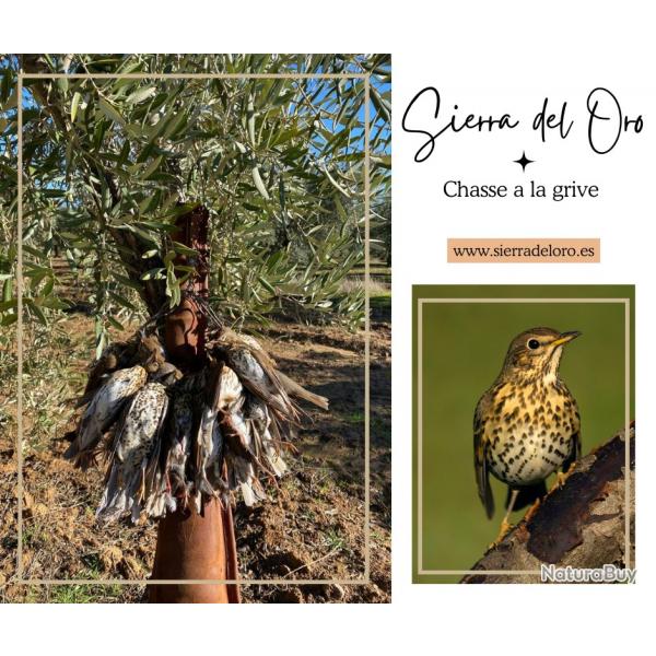 Chasse a la grive en Espagne 2025