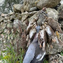 Grives en Espagne