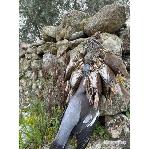 Grives en Espagne