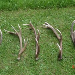 5 très belles mues de cerfs - dont une paire - 8600 grs -