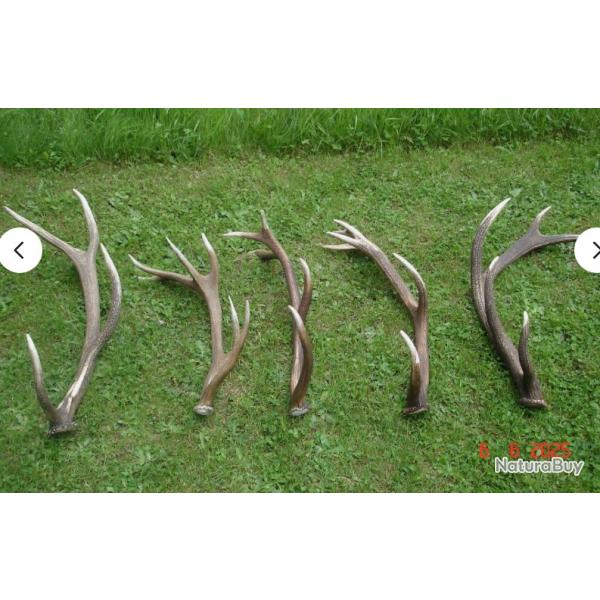 5 trs belles mues de cerfs - dont une paire - 8600 grs -