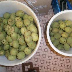 noix vertes pour fabrication apéritif
