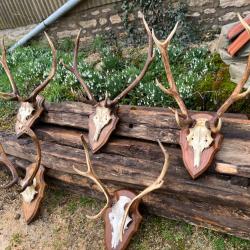 Massacre de cerf en lot ou à l'unité