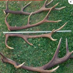 Deux très belles paires de mues de cerf - dont une grande 14 cors -