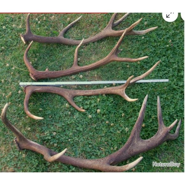 Deux trs belles paires de mues de cerf - dont une grande 14 cors -