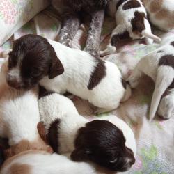 Chiens d'arrêts