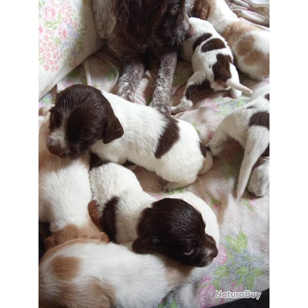 Chiens d'arrts
