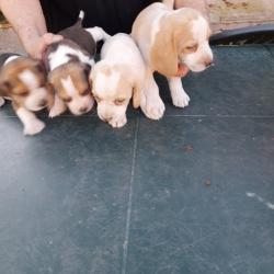 Chiots beagle LOF magnifiques. Origine chasse lapins et aussi compagnie