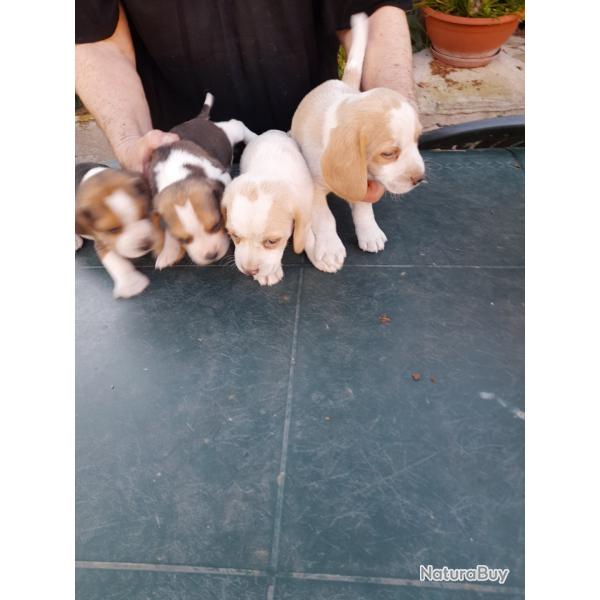Chiots beagle LOF magnifiques. Origine chasse lapins et aussi compagnie