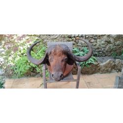 Vend trophée buffle africain