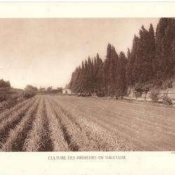 TIRAGE DE CLICHÉ TYPE GRAVURE - COMPAGNIE AÉRIENNE FRANÇAISE - CULTURE DES PRIMEURS EN VAUCLUSE