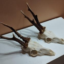 2 BEAUX TROPHEES DE CHEVREUILS BROCARDS BOIS 19/20CM TAXIDERMIE CHASSE