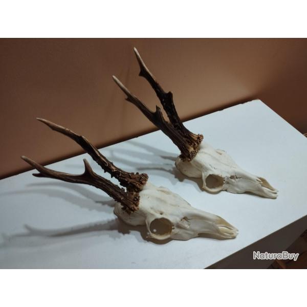 2 BEAUX TROPHEES DE CHEVREUILS BROCARDS BOIS 19/20CM TAXIDERMIE CHASSE