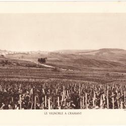 TIRAGE DE CLICHÉ TYPE GRAVURE - COMPAGNIE AÉRIENNE FRANÇAISE - LE VIGNOBLE À CRAMANT