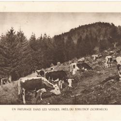 TIRAGE DE CLICHÉ TYPE GRAVURE - COMPAGNIE AÉRIENNE FRANÇAISE - PATURAGE DES VOSGES PRÈS DU STRUTHOF