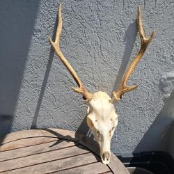 Crâne de cerf Sika ; Cervus nippon #14