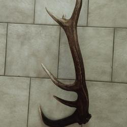 BOIS MUE DE CERF 7 CORS  DE 71CM