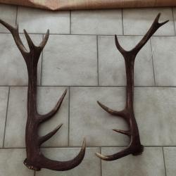 2 BOIS MUES DE CERF 6 ET 7 CORS  DE 62 ET 71CM