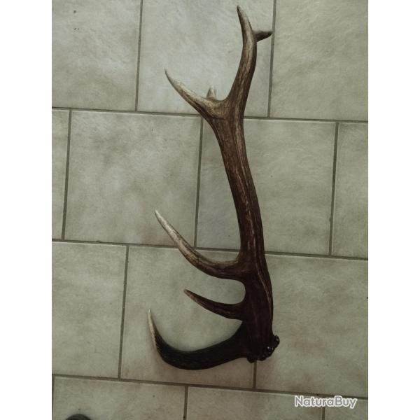 BOIS MUE DE CERF 7 CORS  DE 71CM