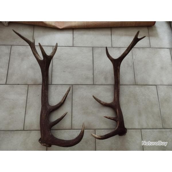 2 BOIS MUES DE CERF 6 ET 7 CORS  DE 62 ET 71CM