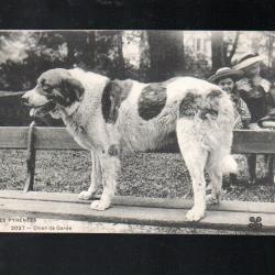 les pyrénées chien de garde