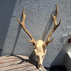 Crâne de cerf sika avec crocs ; Cervus nippon #9