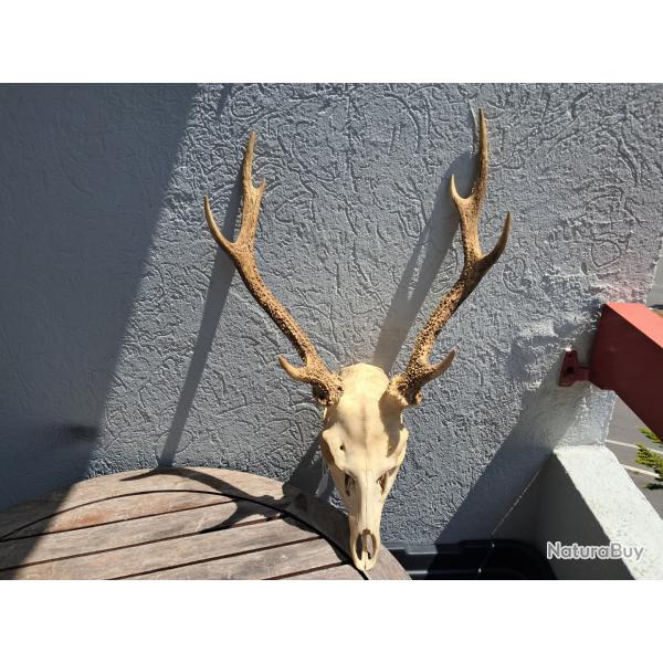 Crne de cerf sika avec crocs ; Cervus nippon #9