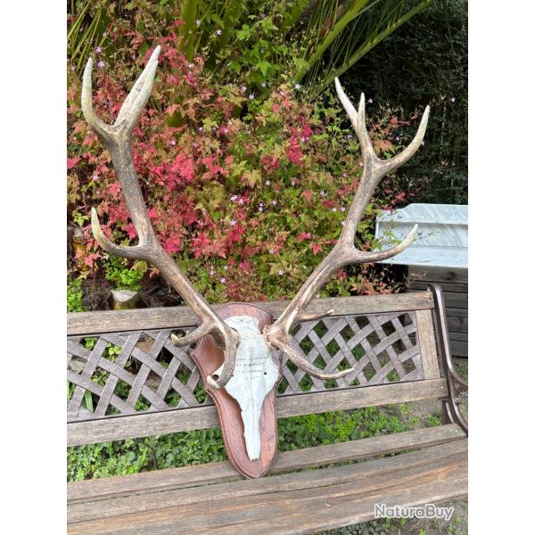 Trophe de cerf 12 cors sur cusson