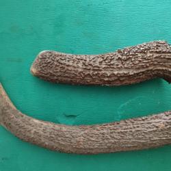 2 MORCEAUX BOIS CERF CIRCONFERENCES MEDIANES 10/11CM POUR COUTELLERIE CHIEN USAGE DIVERS