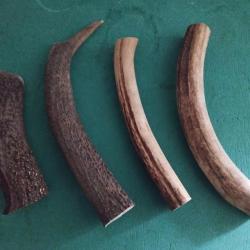4 MORCEAUX BOIS CERF CIRCONFERENCES MEDIANES 10/11CM POUR COUTELLERIE CHIEN USAGE DIVERS