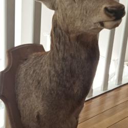 Tête de Cerf
