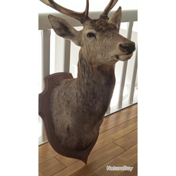 Tte de Cerf