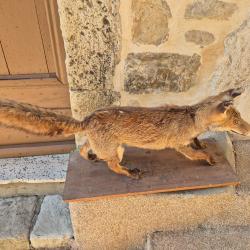 renard ancien naturalisé