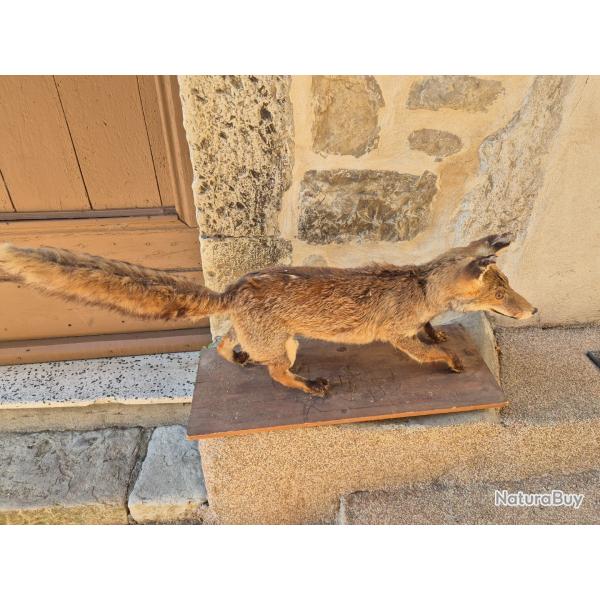 renard ancien naturalis