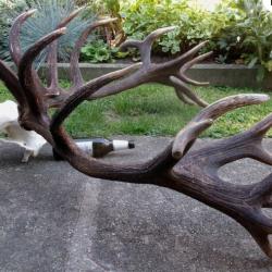 Enorme   - Véritable trophée de cerf - 24 cors - 9500 grs - Envergure 125 cms -