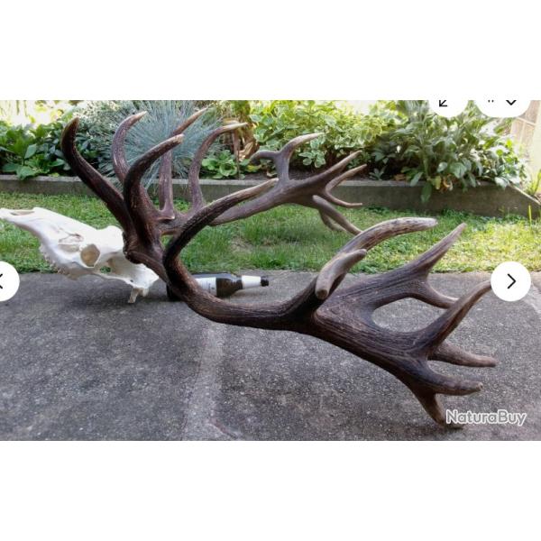 Enorme   - Vritable trophe de cerf - 24 cors - 9500 grs - Envergure 125 cms -