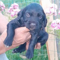 Chiens de chasse