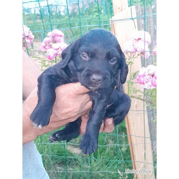 Chiens de chasse