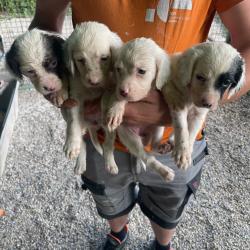 Chiot setter