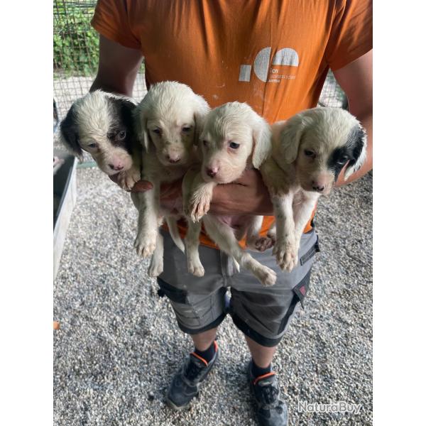 Chiot setter