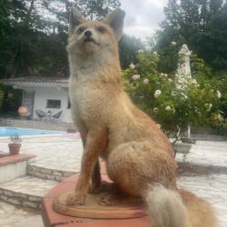 À VENDRE : Magnifique Renard Empaillé Pièce Unique de Taxidermie