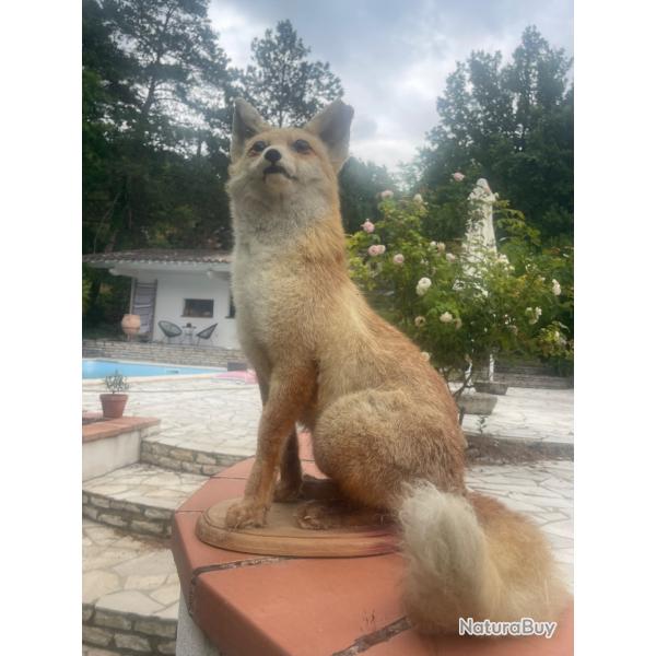  VENDRE : Magnifique Renard Empaill Pice Unique de Taxidermie