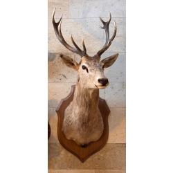 Tête de cerf 12 corps