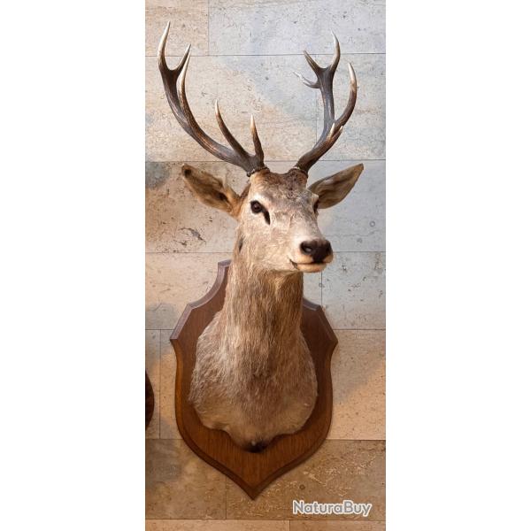 Tte de cerf 12 corps