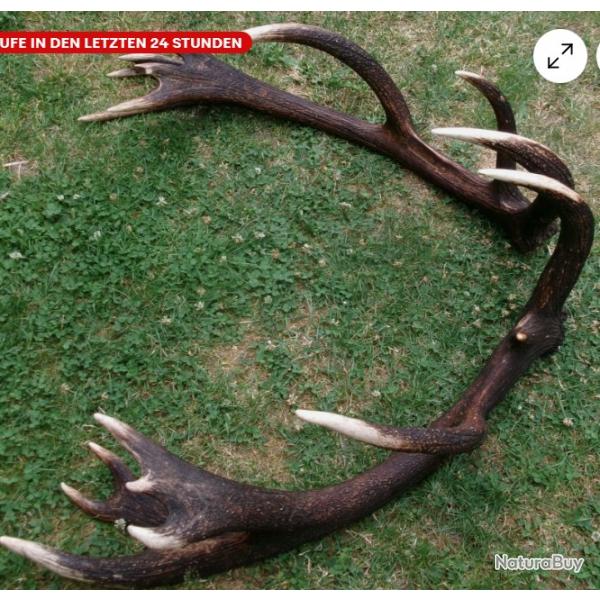 Mues de cerf gantes - 18 cors - 9600 grs - longueurs 110 cms et 105 cm