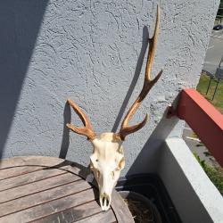 Crâne de cerf Sika ; Cervus nippon #6