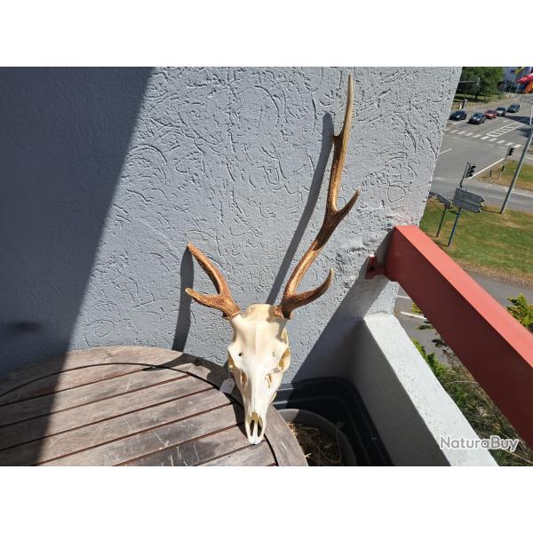 Crne de cerf Sika ; Cervus nippon #6