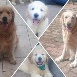 Chiots mâles golden retriever LOF lignée travail et beauté